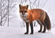 Jakie zwierzęta żyją w Portugalii?