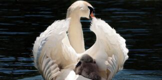 Ile kosztuje taxi z lotniska w Lizbonie do centrum?