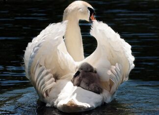 Ile kosztuje taxi z lotniska w Lizbonie do centrum? Ile kosztuje taxi z lotniska w Lizbonie do centrum?