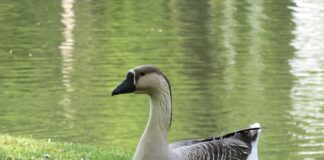 Co piją Chińczycy do obiadu?