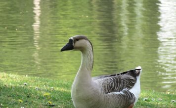 Co piją Chińczycy do obiadu? Co piją Chińczycy do obiadu?