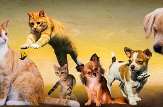 W jakim kraju jedzą psy i koty? W jakim kraju jedzą psy i koty?