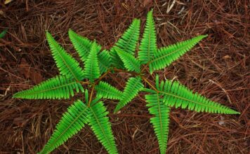 Które narody Najwięcej piją?