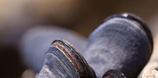 Który region Portugalii jest najcieplejszy?