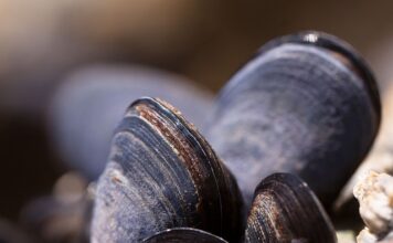 Który region Portugalii jest najcieplejszy?