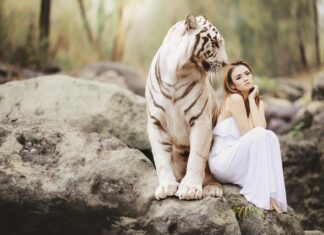 Na kogo poluje tygrys?