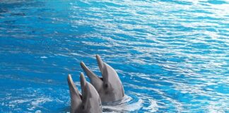 Dlaczego nie chodzić do delfinarium?