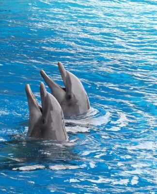 Dlaczego nie chodzić do delfinarium? Dlaczego nie chodzić do delfinarium?