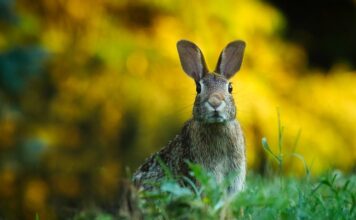 Jak można zając pustostan?