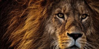 Kto jest silniejszy lew czy tygrys?