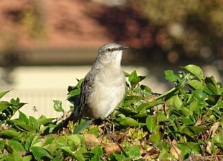 Ile trzeba znać języków aby być poliglotą? Ile trzeba znać języków aby być poliglotą?