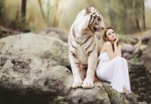 Czy tygrys jest silny?