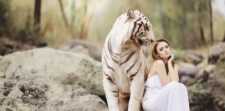 Ile kosztuje mały tygrys?