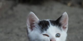 Co gryzie w Tajlandii?