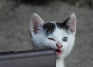 Co gryzie w Tajlandii? Co gryzie w Tajlandii?