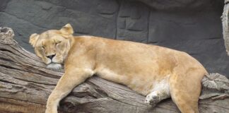 Na czym polega Siesta?