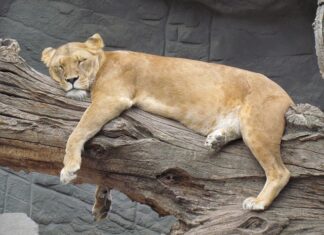 Na czym polega Siesta? Na czym polega Siesta?