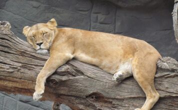 Na czym polega Siesta?