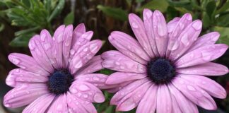 Gdzie najcieplej na wyspach Kanaryjskich w grudniu?