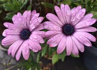 Gdzie najcieplej na wyspach Kanaryjskich w grudniu? Gdzie najcieplej na wyspach Kanaryjskich w grudniu?