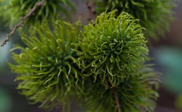 Gdzie rośnie rambutan?