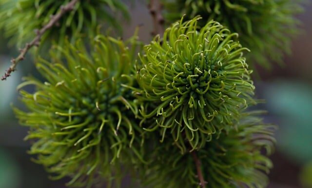 Gdzie rośnie rambutan?