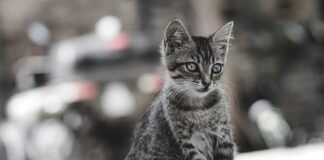 Ile kosztuje oswojony tygrys?