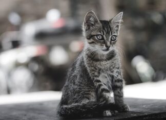 Ile kosztuje oswojony tygrys? Ile kosztuje oswojony tygrys?