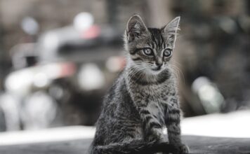 Ile kosztuje oswojony tygrys?