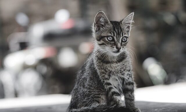 Ile kosztuje oswojony tygrys?