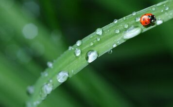 Czy Biedronka ma sklepy w Portugalii?