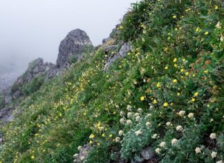 Co opłaca się kupić w Japonii?