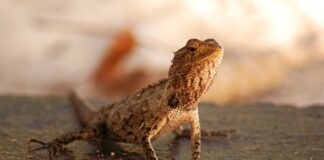 Czy na Malediwach można pić wodę z kranu?