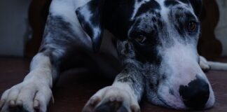 Kogo nie lubią Duńczycy?