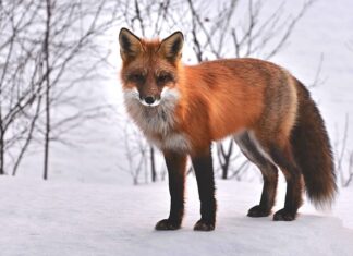 Jakie zwierzęta występują w Tajlandii?