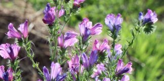 Co to jest klątwa faraona?