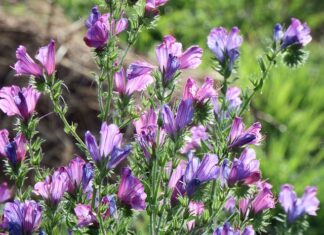 Co to jest klątwa faraona?