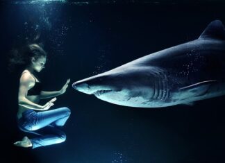 Kiedy ostatnio widziano rekina w Chorwacji? Kiedy ostatnio widziano rekina w Chorwacji?