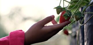 Czy można dotykać delfiny?