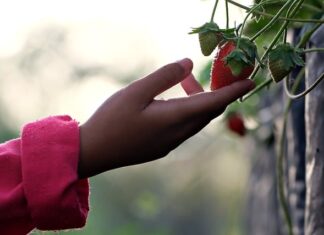 Czy można dotykać delfiny? Czy można dotykać delfiny?