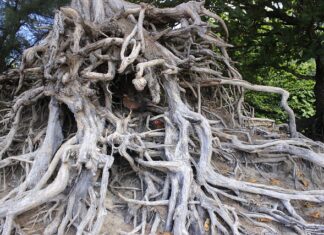 Czy trzeba być zaszczepionym do Tajlandii? Czy trzeba być zaszczepionym do Tajlandii?