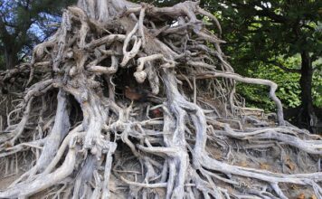 Czy trzeba być zaszczepionym do Tajlandii? Czy trzeba być zaszczepionym do Tajlandii?