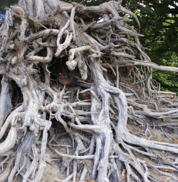 Czy trzeba być zaszczepionym do Tajlandii? Czy trzeba być zaszczepionym do Tajlandii?