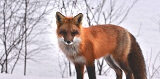 Jakie niebezpieczne zwierzęta żyją w Tajlandii?