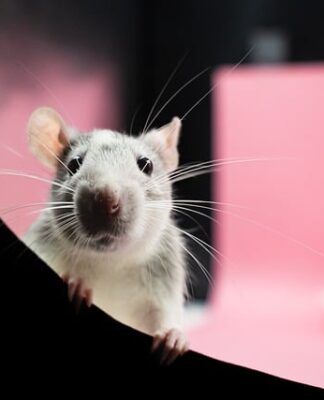 Czy szczury pierdzą? Czy szczury pierdzą?