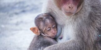 Kiedy jest pora monsunowa w Tajlandii?