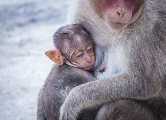 Kiedy jest pora monsunowa w Tajlandii?