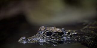 Jaki jest najbardziej niebezpieczny kraj na świecie?