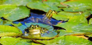 Jak nazywają się mieszkańcy Tajlandii?