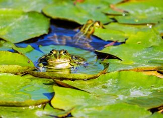 Jak nazywają się mieszkańcy Tajlandii?